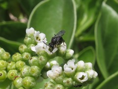 Hylaeus longiceps