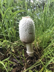 Coprinus colosseus