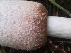 Coprinus colosseus