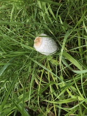 Coprinus colosseus