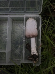 Coprinus colosseus