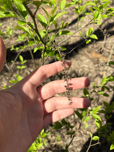 Itea virginica