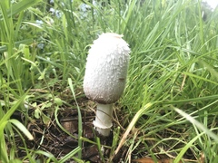 Coprinus colosseus