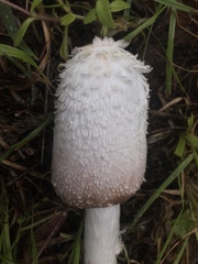 Coprinus colosseus