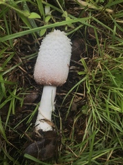 Coprinus colosseus