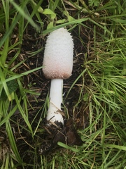 Coprinus colosseus
