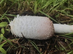 Coprinus colosseus
