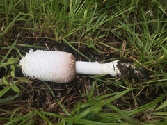 Coprinus colosseus