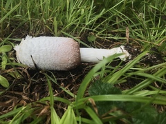 Coprinus colosseus