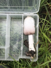 Coprinus colosseus
