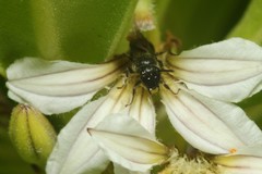 Hylaeus psammobius