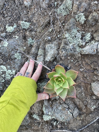 Dudleya candelabrum