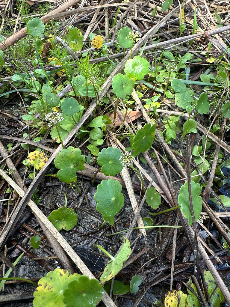 Dollarweed (Hydrocotyle umbellata) showing round scalloped leaves with the stem attached at the center of each leaf