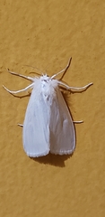 Rupela albinella