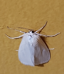 Rupela albinella