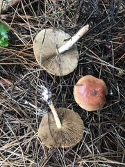 Pholiota decorata