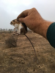 Dipodomys simulans