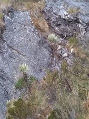 Espeletia cachaluensis