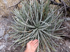 Hechtia mapimiana