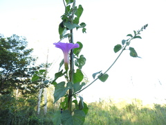 Ipomoea crinicalyx