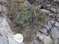 Hechtia mapimiana