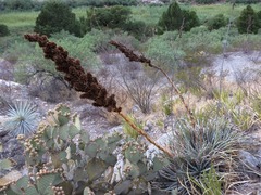 Hechtia mapimiana