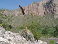 Hechtia mapimiana