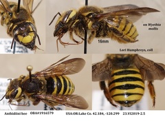 Trachusa timberlakei