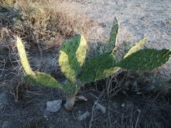Opuntia