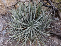 Hechtia mapimiana