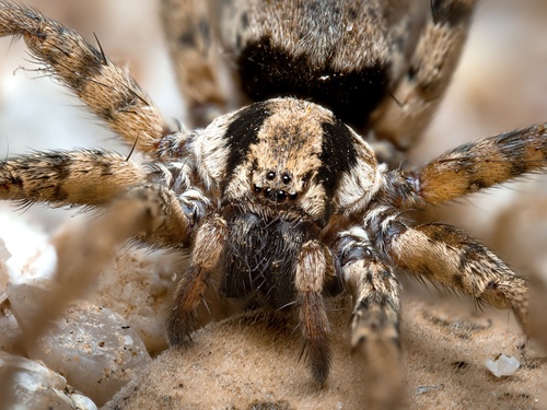 Syspira tigrina