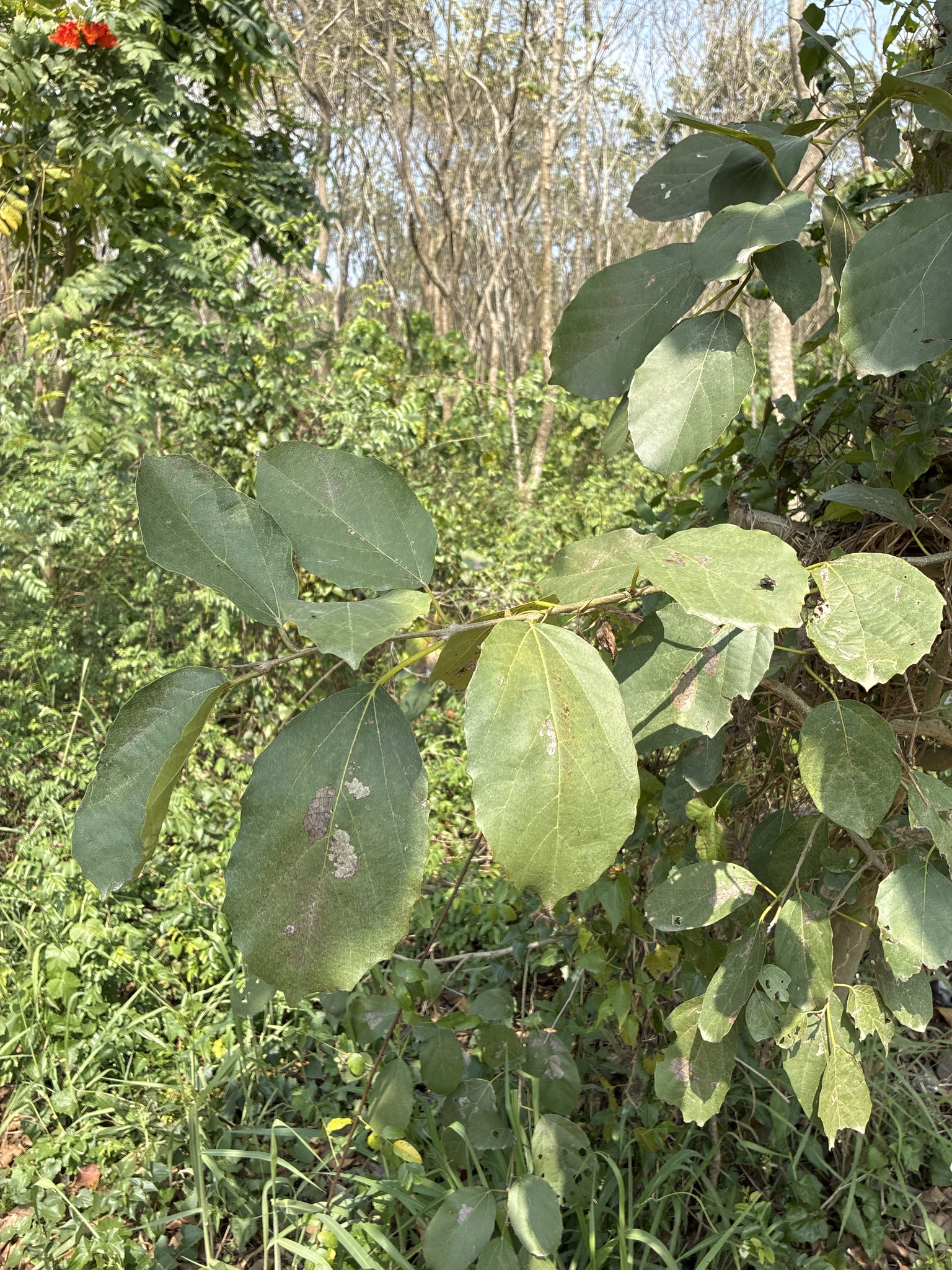 Glue Berry Tree (Cordia dichotoma)