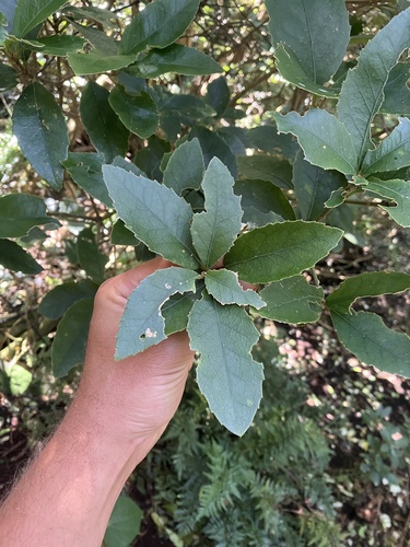 Chatham Island Māhoe (Melicytus chathamicus)