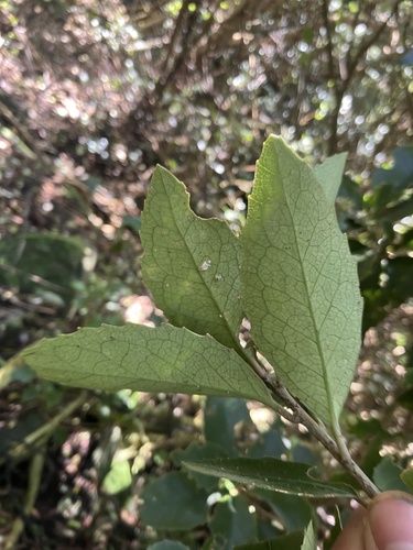 Melicytus chathamicus, photograph 4