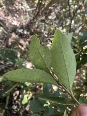 Melicytus chathamicus, photograph author not stated, no rights reserved