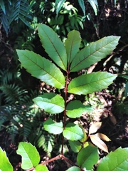 Meliosma rhoifolia, photograph (c) Rick Chou, some rights reserved (CC BY)