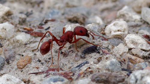 Western Harvester Ant photo 5