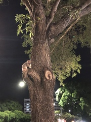 Trichosurus vulpecula arnhemensis