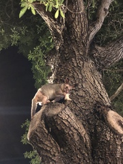 Trichosurus vulpecula arnhemensis