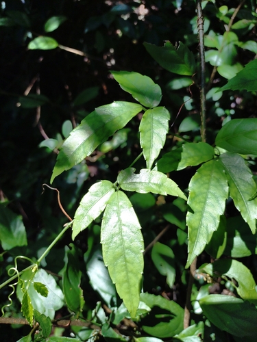 Tetrastigma hemsleyanum, photograph 5