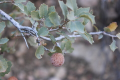 Atrusca brevipennata