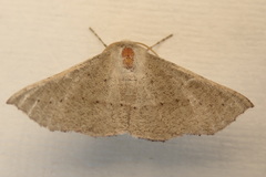 Oenochroma subustaria