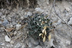 Hamatocactus hamatacanthus