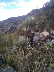 Espeletia cachaluensis
