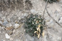 Hamatocactus hamatacanthus