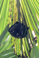 Cynopterus sphinx