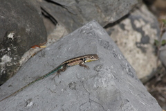 Sceloporus parvus