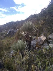 Espeletia cachaluensis
