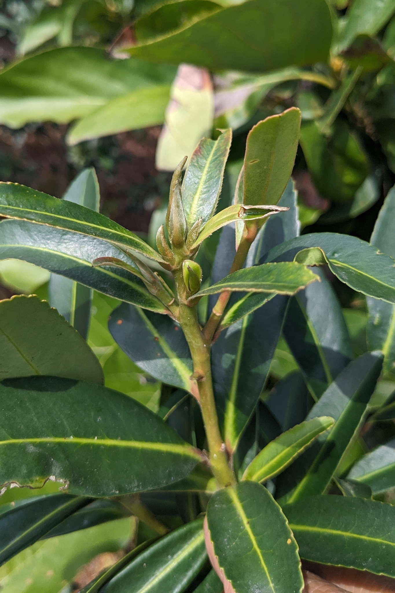 Fried Egg Plant (Polyspora axillaris)