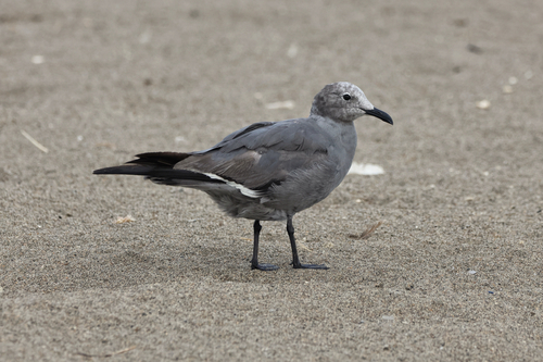Grey Gull (Leucophaeus modestus), photo 4